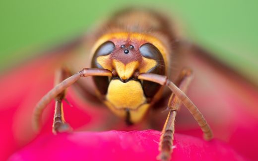 Wasp's eyes on a pink flower. Why are you afraid of that?