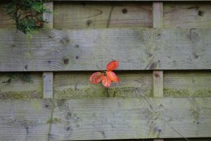 Autumn leaves poking through a fence in the shape of a butterfly. How do you find joy?