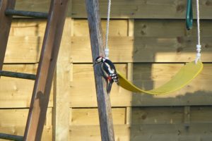Black, white and red woodpecker on a wooden climbing frame. What haven't you seen?